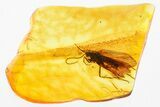 Detailed Fossil Caddisfly (Trichoptera) In Baltic Amber #367491-1